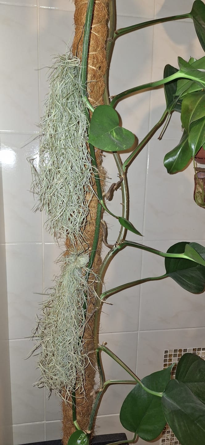 Customer photo review of Tillandsia Ionantha 'fuego' - Pulk