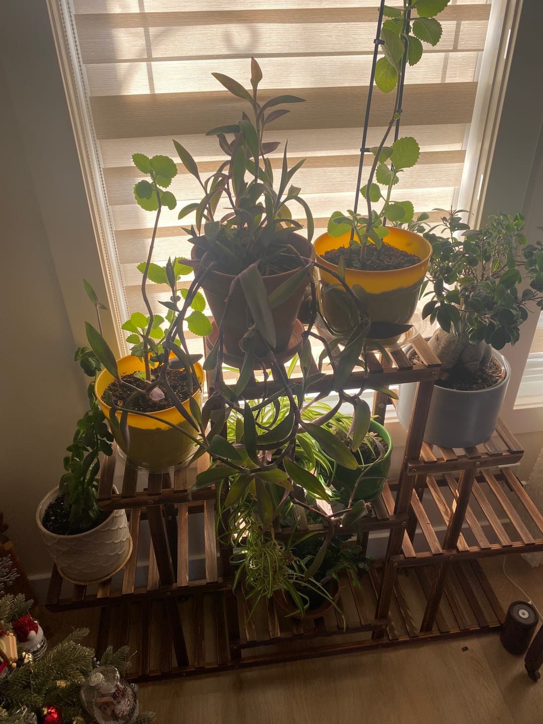 Customer photo review of Kelpy Food for Plants