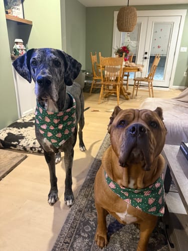 Customer photo review of Merry Cakes