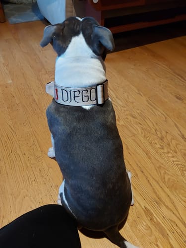 Customer photo review of 2" Tactik Dog Collar - Buttercream