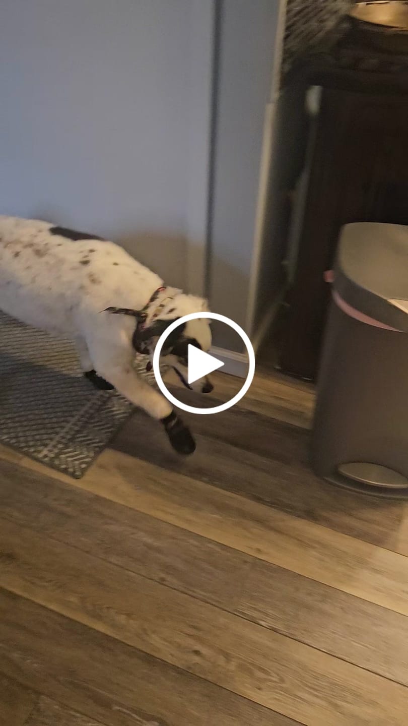 Customer video review of AIR PUP SOCKS / BOOT LINERS