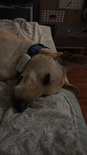 Customer photo review of Rastreador GPS Petfind