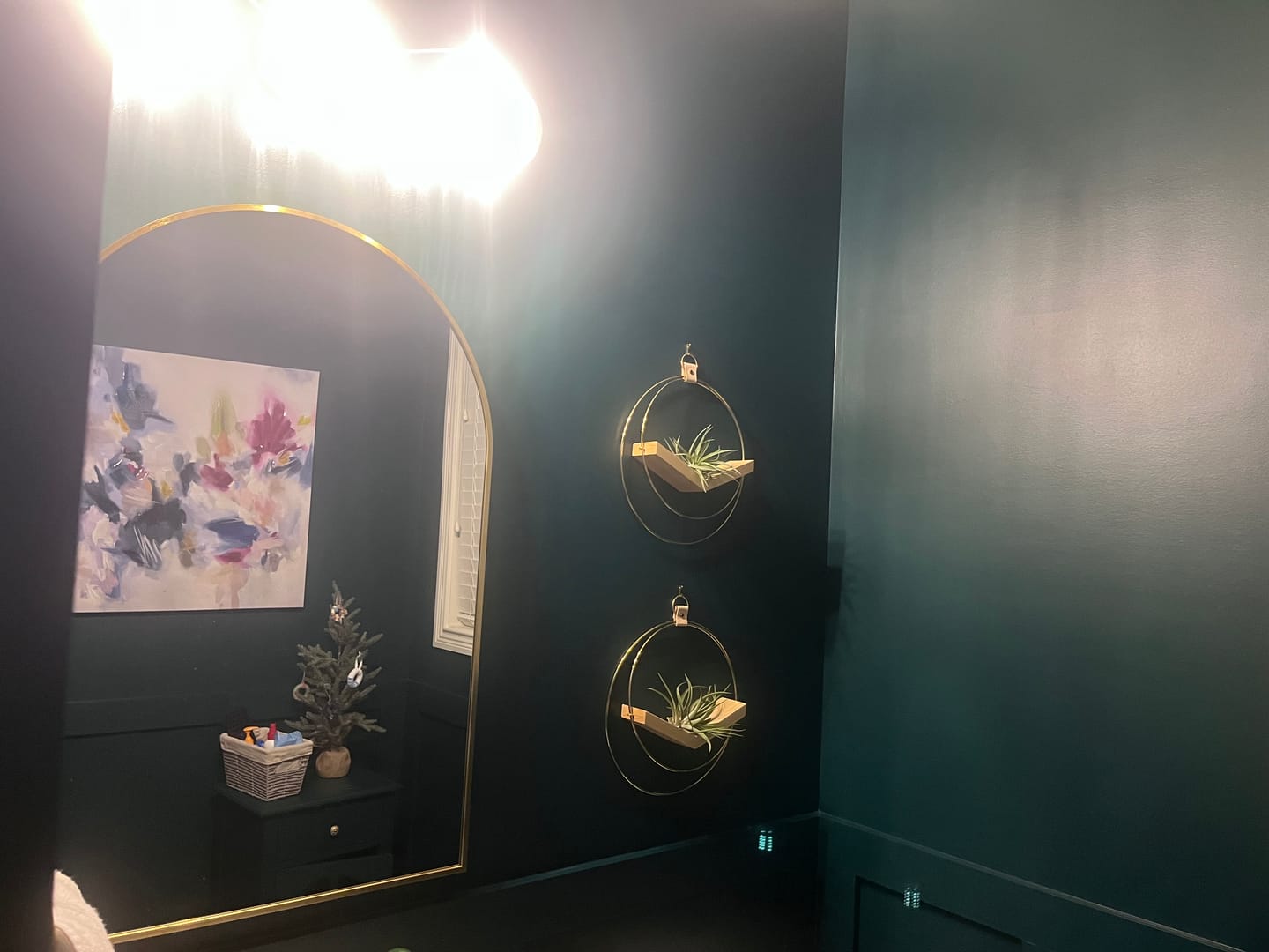 Customer photo review of Air Plant V-Hanger Duo
