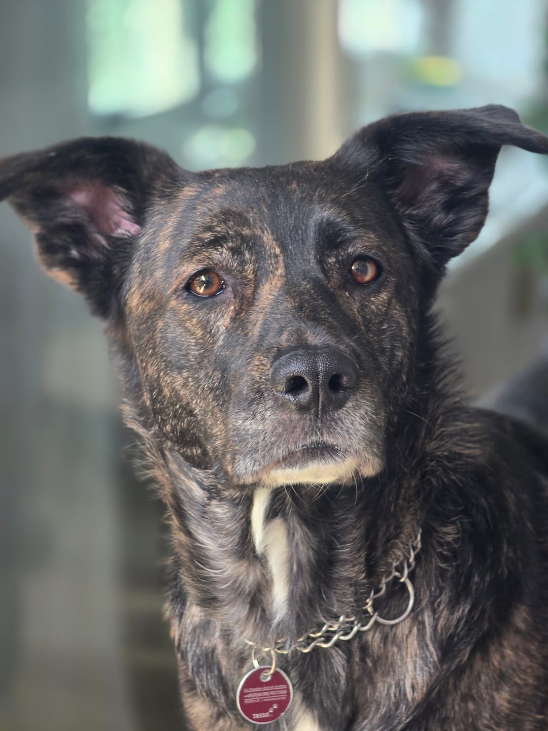 Customer photo review of Strotonin Dog Support
