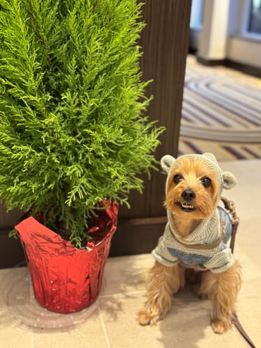 Customer photo review of Boneflex Harness Gold