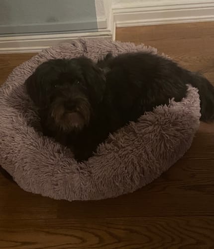 Customer photo review of Puppery Hundebett Wolke 7 - Das Original