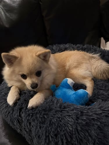 Customer photo review of Puppery Hundebett Wolke 7 - Das Original