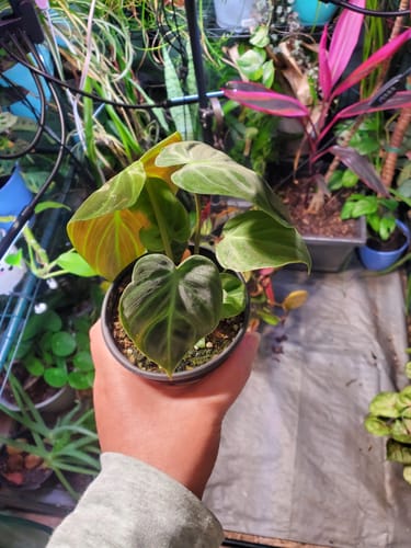 Reviewer holding a small, potted Philodendron 'El Choco Red' with new, healthy leaves among other plants.