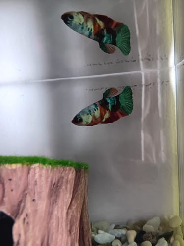 Customer photo review of Multicolor White Mask Female Betta Fish | Rare Samurai-Inspired Beauty