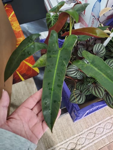 Close-up of a customer's hand holding a single long, green leaf of the Philodendron atabapoense.
