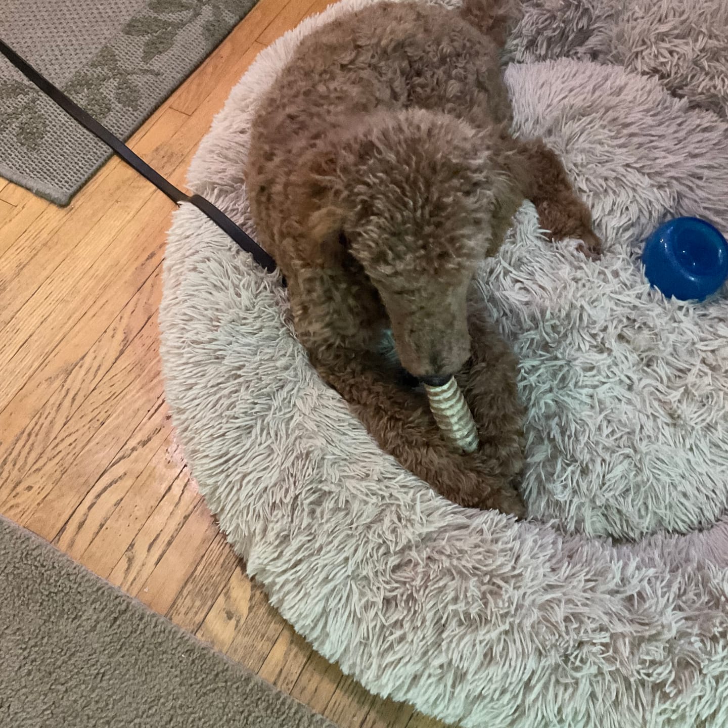 Customer photo review of 6 Inch Beef Trachea