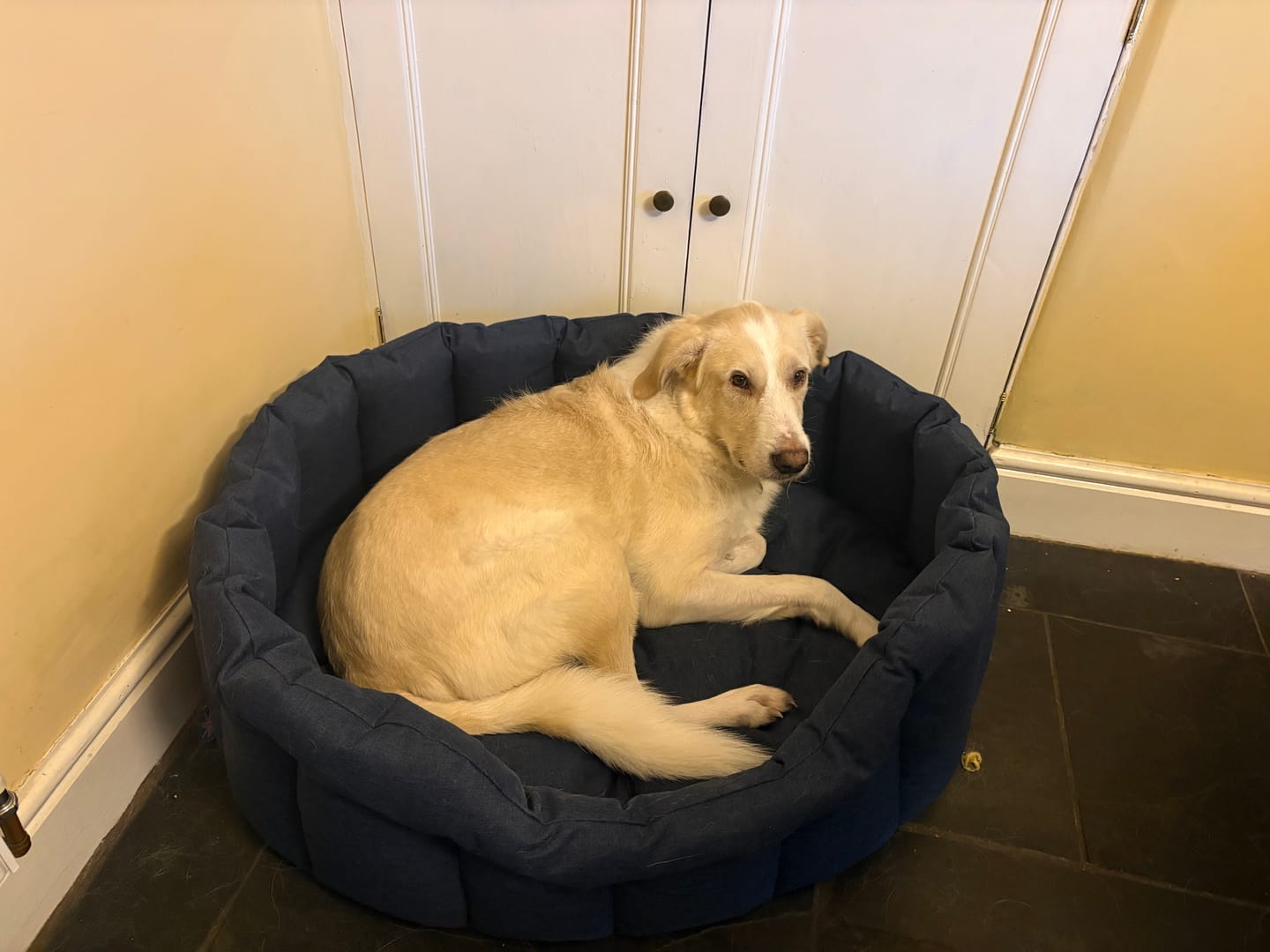Customer photo review of Country Dog Heavy Duty Oval Waterproof Bed