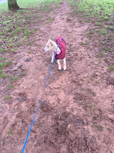 Customer photo review of Regna - Lightweight Summer Sighthound Coat with Harness Hole Zip
