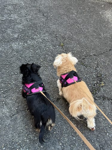 Customer photo review of FunFunPet 高機能ハーネス（お名前タグ作成サービス付き）