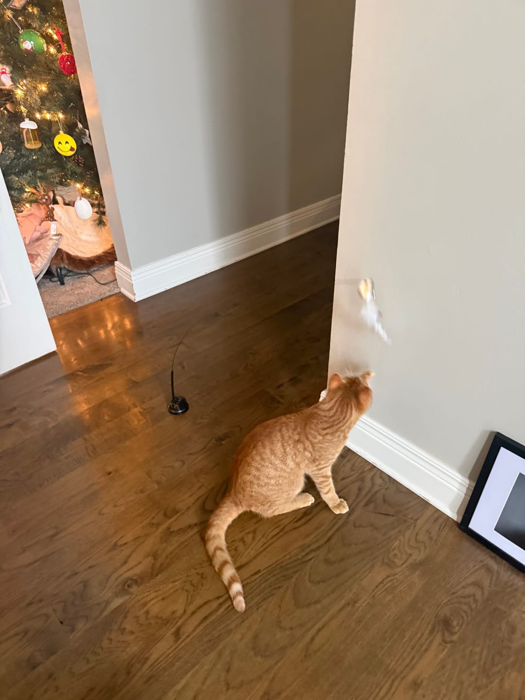 Customer photo review of Interactive Bird Simulation Cat Toy Set