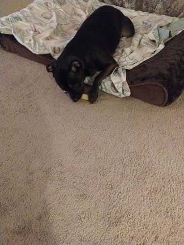 Customer's black dog lying on its bed while chewing a Himalayan Yak Cheese Chew dog treat.