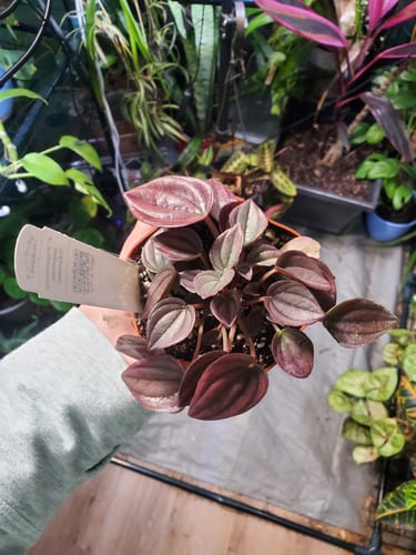Customer holding a healthy Peperomia caperata ‘Cayenne’ plant with dark, heart-shaped leaves in a pot.
