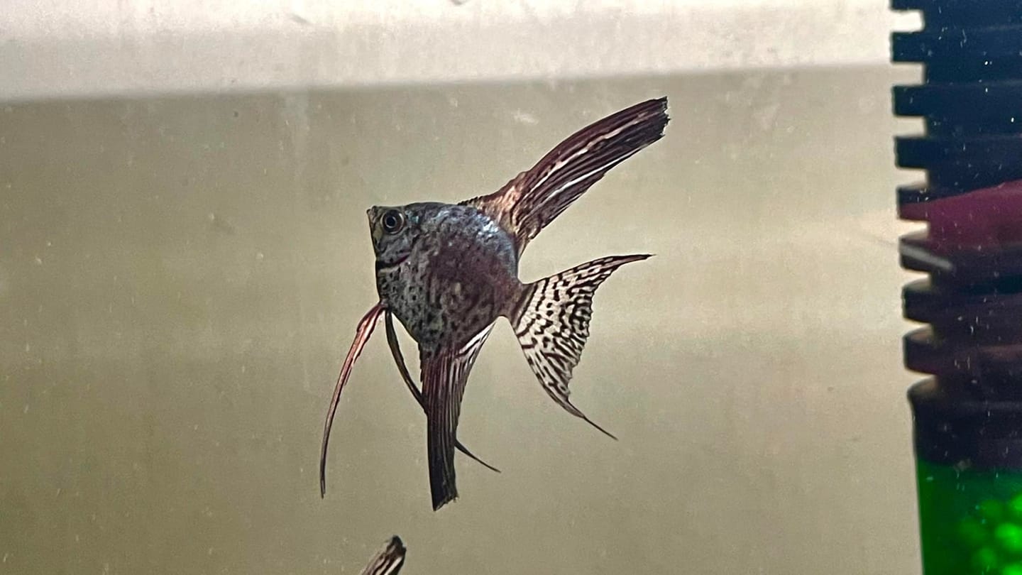 Customer photo review of Leopard Angelfish