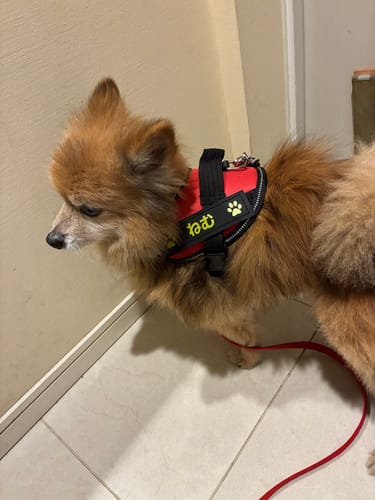 Customer photo review of FunFunPet 高機能ハーネス（お名前タグ作成サービス付き）