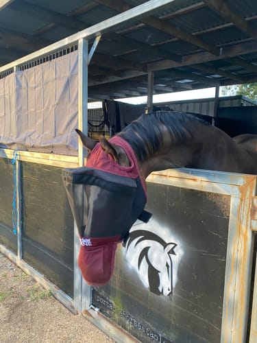 Customer photo review of LE Outback Flymask with Nose (no ears)