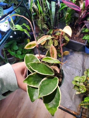 Reviewer holding a small potted Hoya carnosa 'Krimson Queen' with variegated green leaves with white and pink edges.