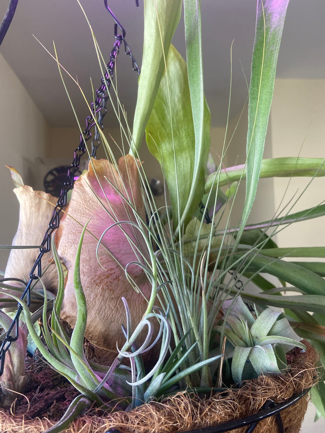 Customer photo review of **Air Plant Mystery Box**  (ALL TIERS BACK IN STOCK!)
