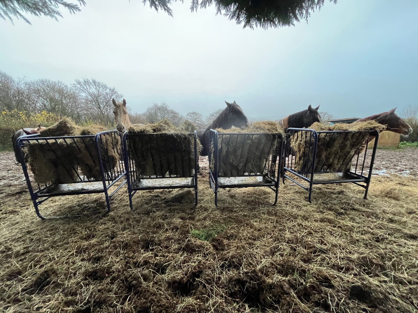 Customer photo review of Adjustable Height Hay & Grain Feeder