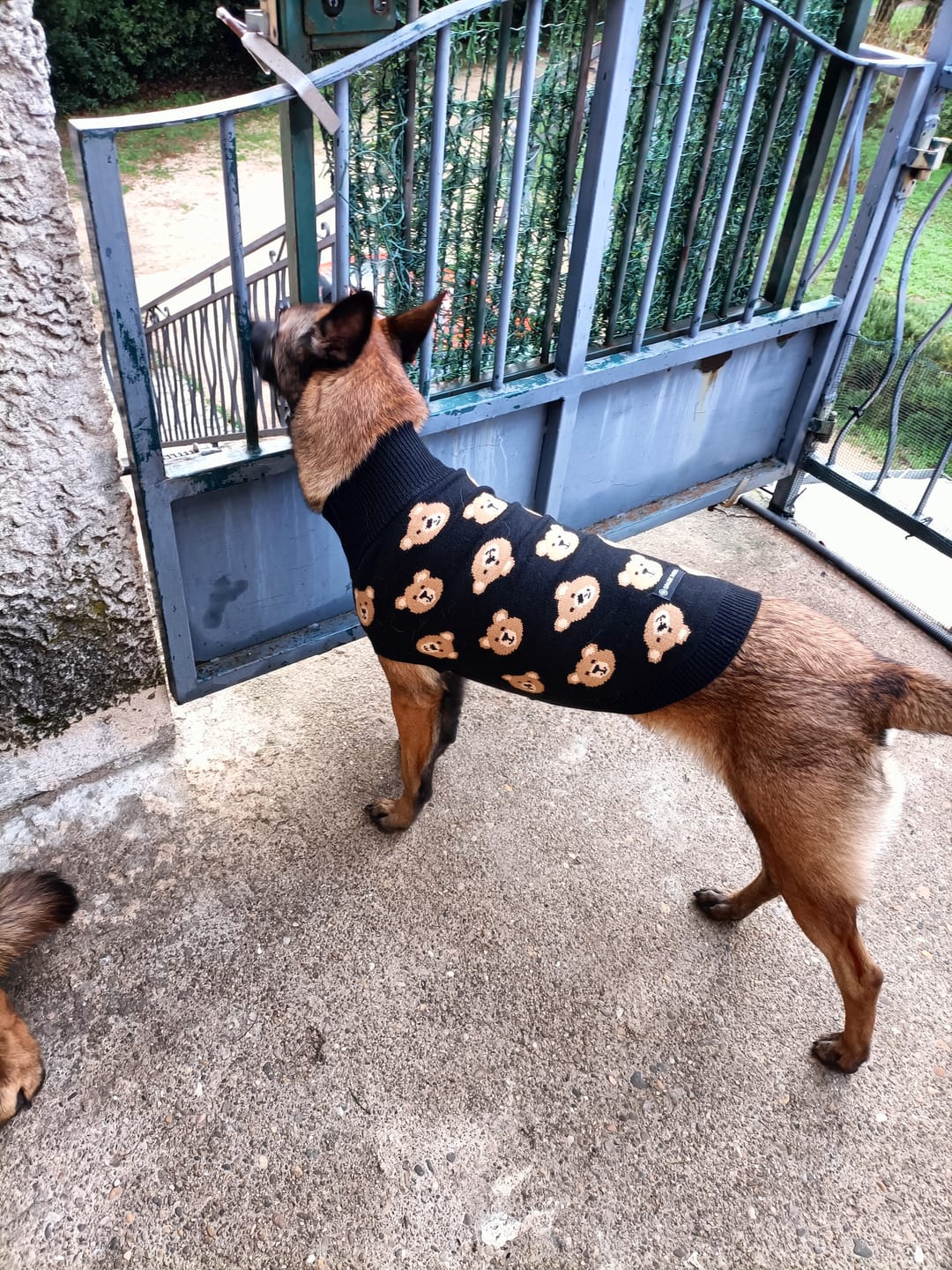 Customer photo review of Broken Teddy Bear Knit Dog Sweater - Black