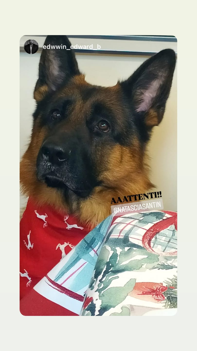 Customer photo review of Christmas Box + Bandana