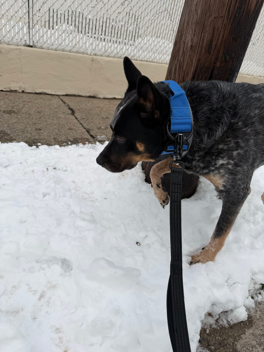 Customer photo review of Matching Black 6' Bully Proof Leash