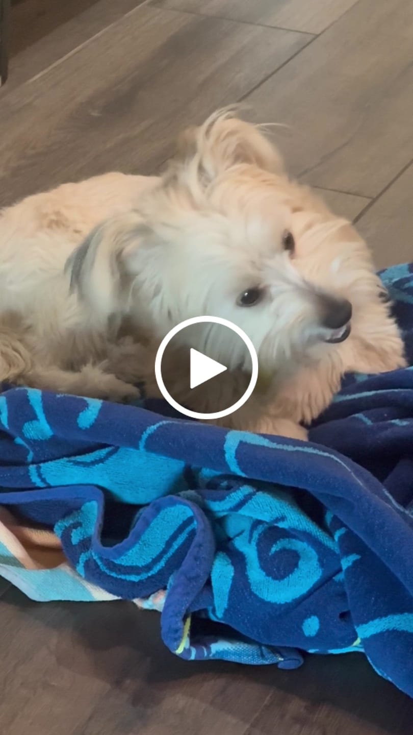 Customer video review of Banana Yak Chews