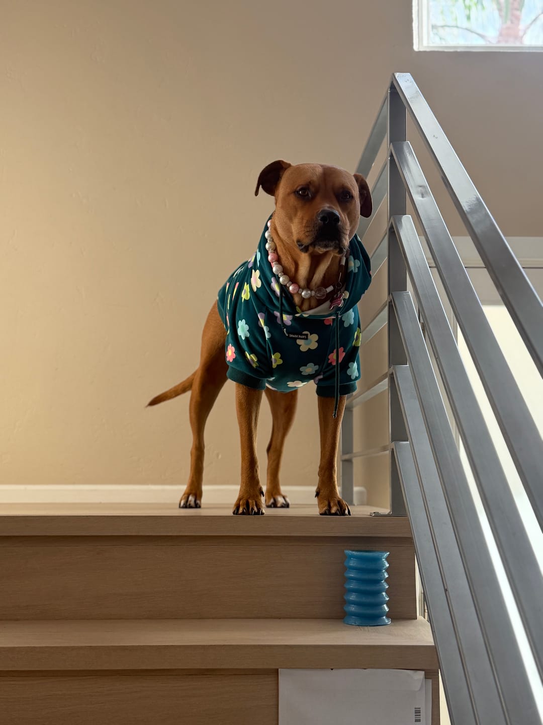 Customer photo review of Daisy Dog Hoodie - Green