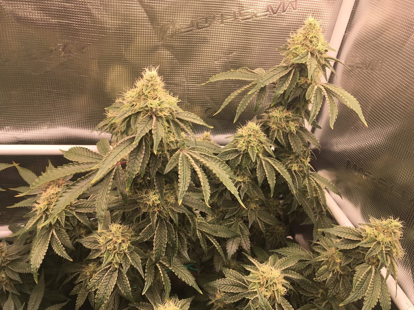 Customer photo review of Hanfstecklinge | Coconut Cloud