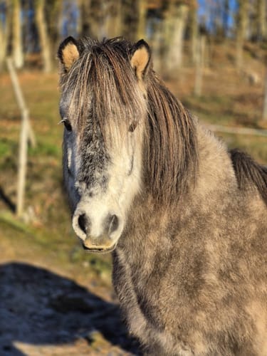 Customer photo review of Strotonin Horse Support