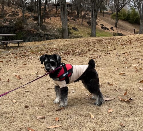 Customer photo review of FunFunPet 高機能ハーネス（お名前タグ作成サービス付き）