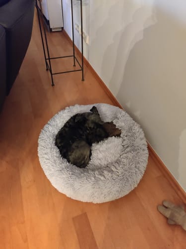 Customer photo review of Puppery Hundebett Wolke 7 - Das Original