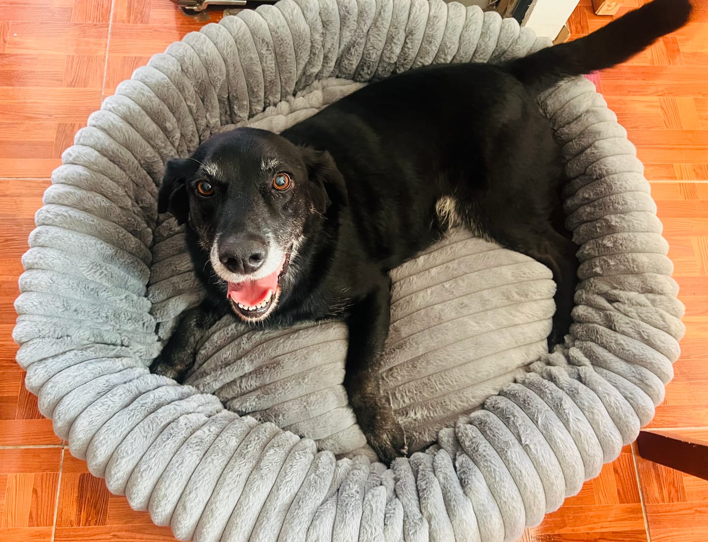 Customer photo review of Luxury Edition: Cama Anti-Estrés THE DOGS