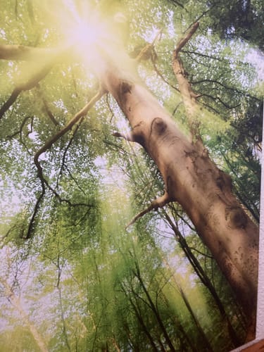 Customer photo review of Leinwandbild | Im frischen grünen Wald | Hochformat