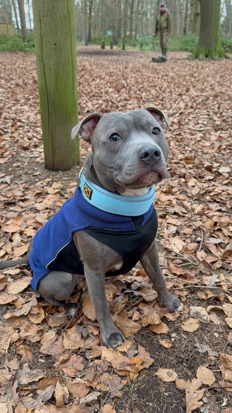 Customer photo review of Staffordshire Bull Terrier 1935® Fleece Coat - Navy Blue