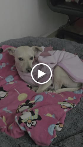 Reseña con vídeo de un cliente sobre Cama Antiestrés para Perros