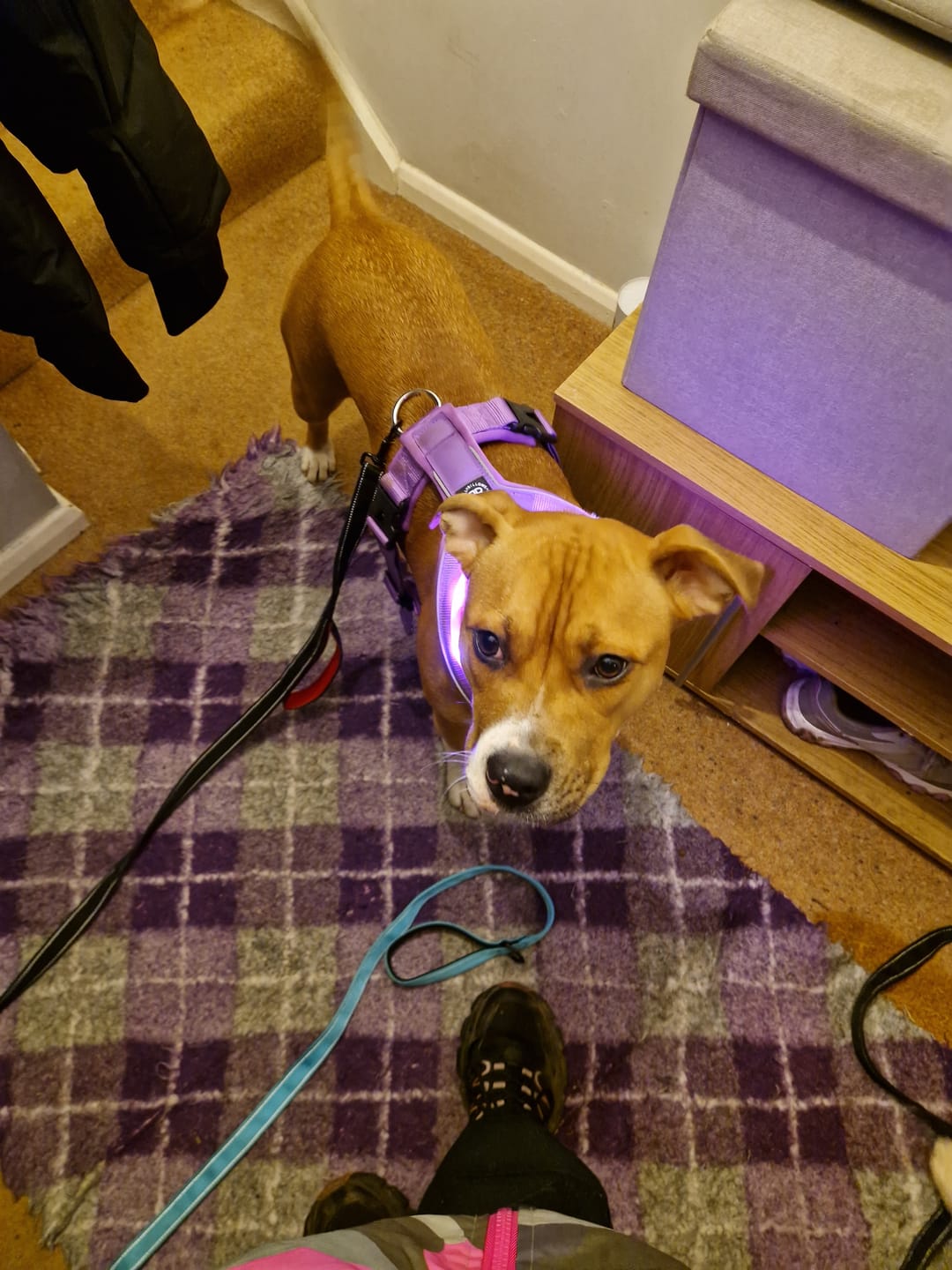 Customer photo review of Slip on Harness | Foam Padded - Purple