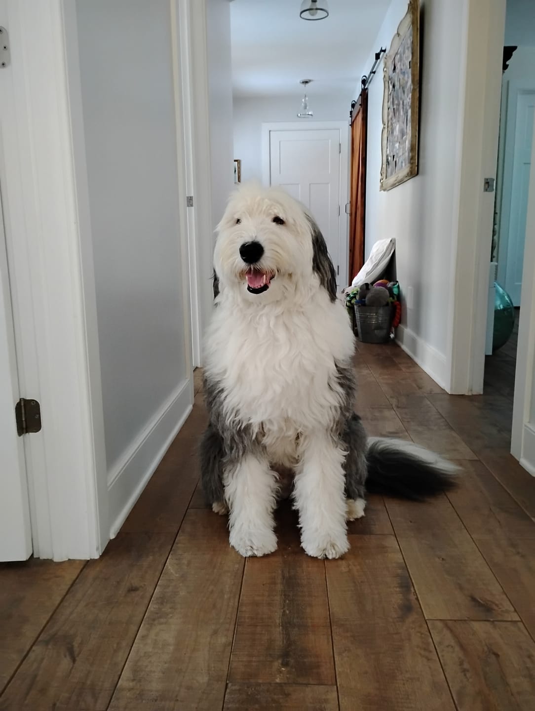 Customer photo review of Sustainable Fish formulas / Adult & Puppy