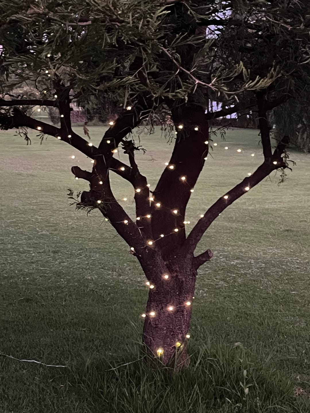 Customer photo review of Copper Wire Solar Fairy Lights