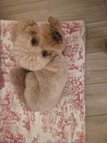 Customer photo review of Materassino Sfoderabile Panama Scozzese Quadro Bordeaux