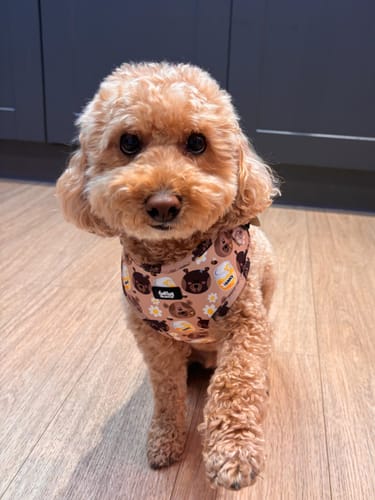 Customer photo review of Adjustable Dog Harness - Bear With Me, Hun!