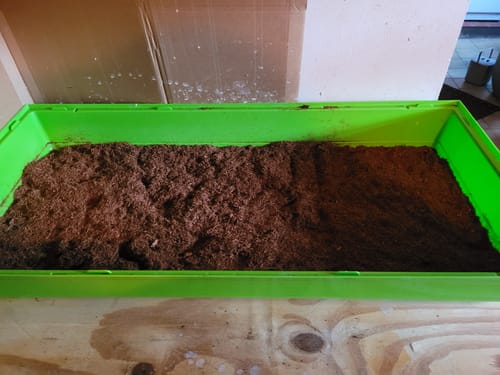 Rezensent zeigt die faserige Kleintiereinstreu, die eine grüne Kunststoffschale füllt.