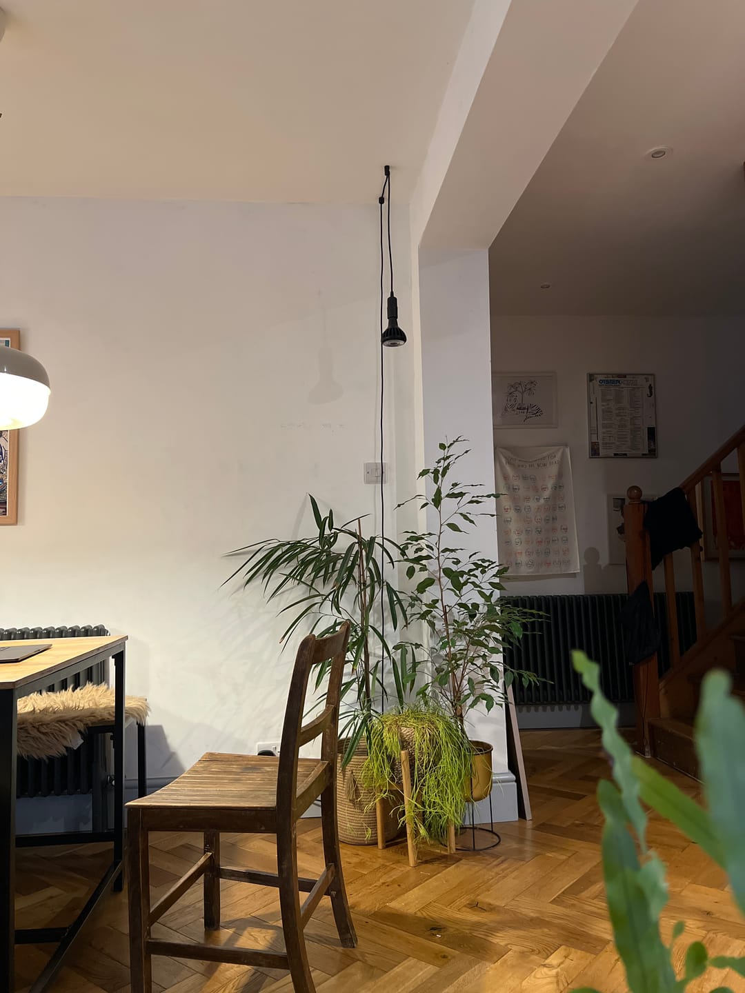 Customer photo review of Pianta Grow Light and Enna Plug-in Ceiling Pendant Bundle