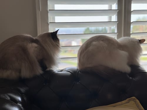 Customer photo review of 3 Month Supply - 2 Cats