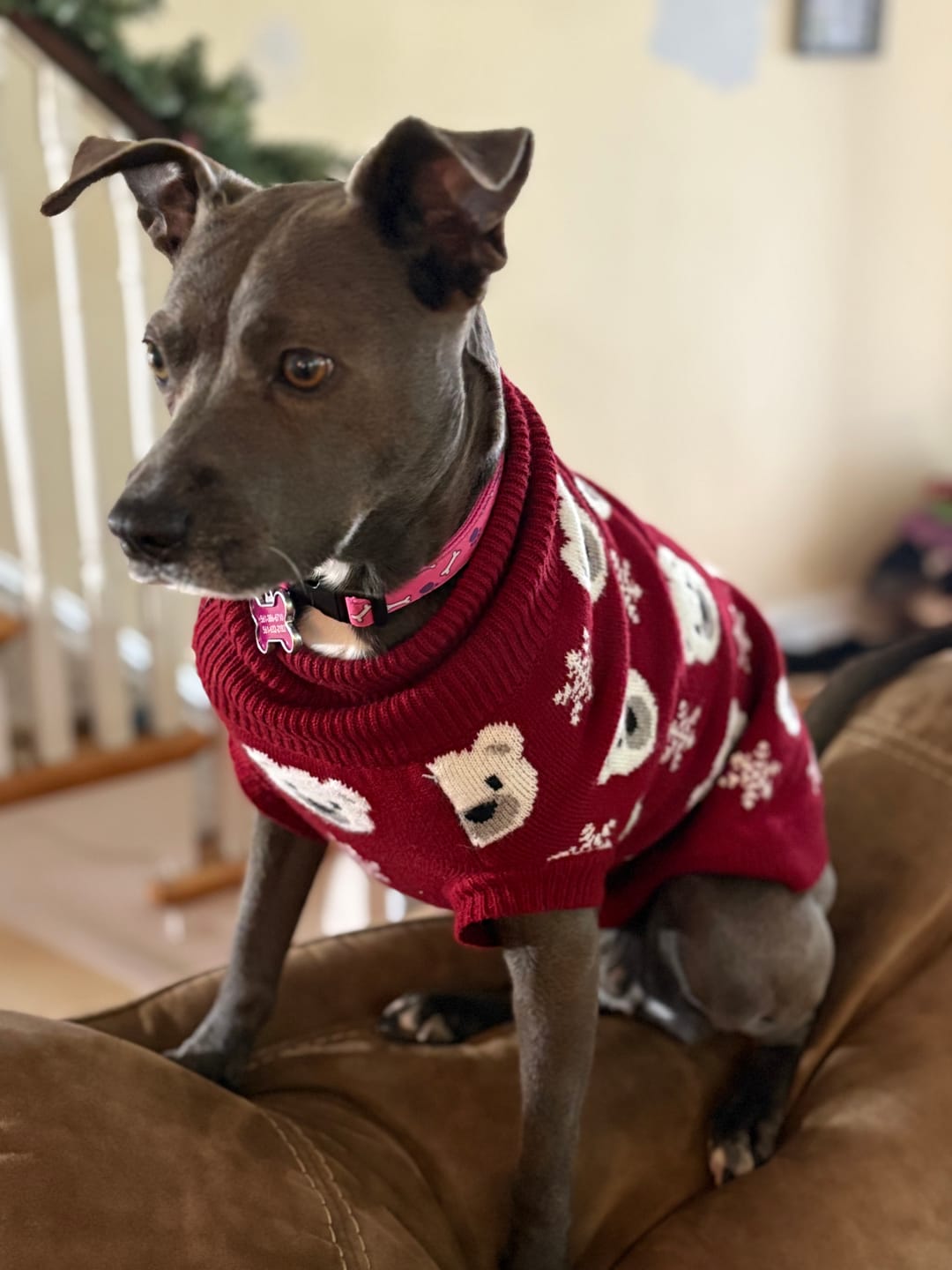 Customer photo review of Christmas Knit Dog Sweater