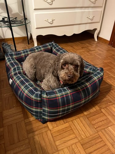 Customer photo review of Divanetto Cotone Scozzese Blu